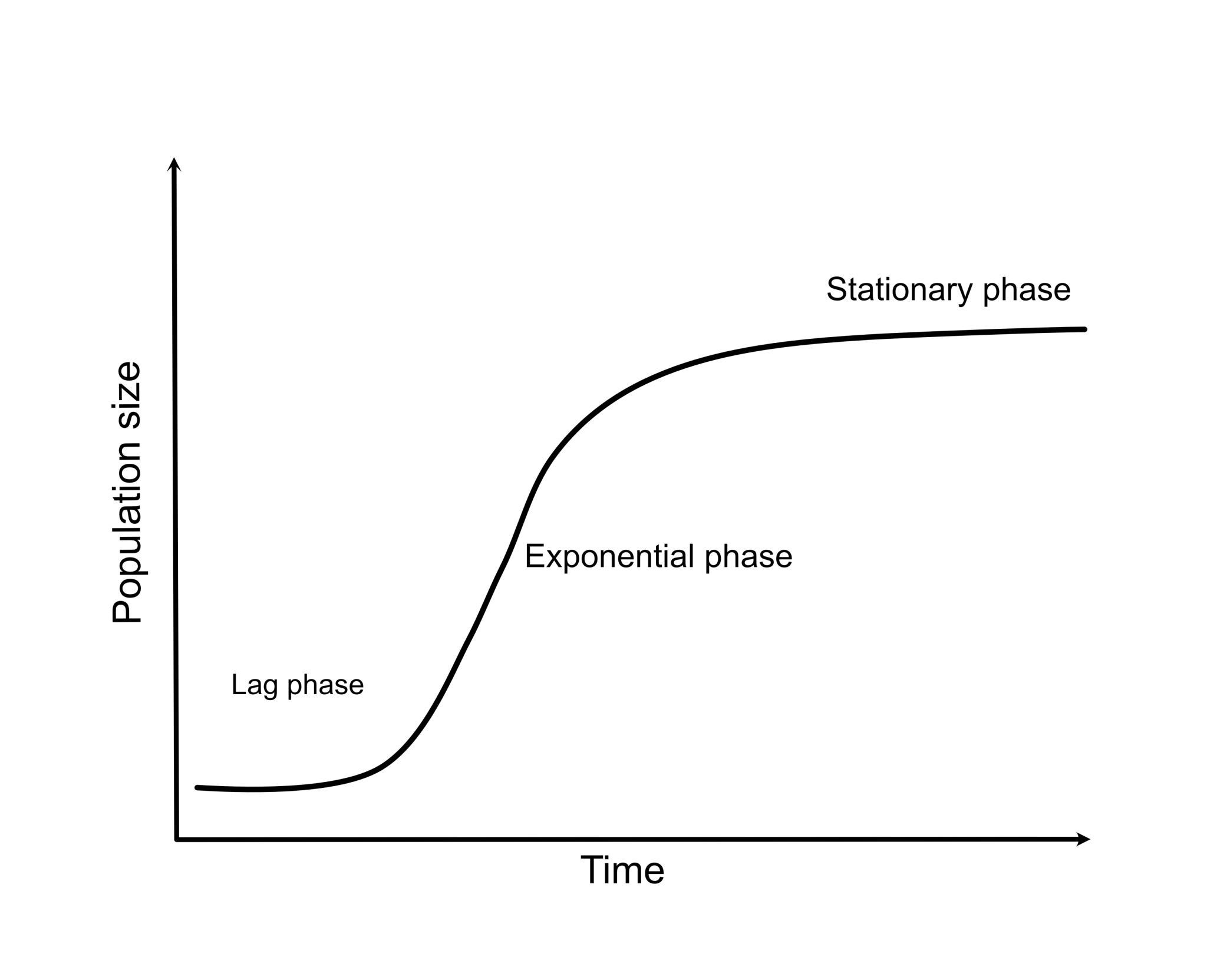 Chart of a population growth curve showing lag, exponential and stationary phases.